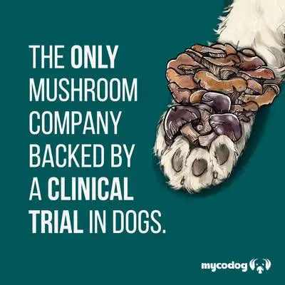 MycoDog Turkey Tail: Immune Health
