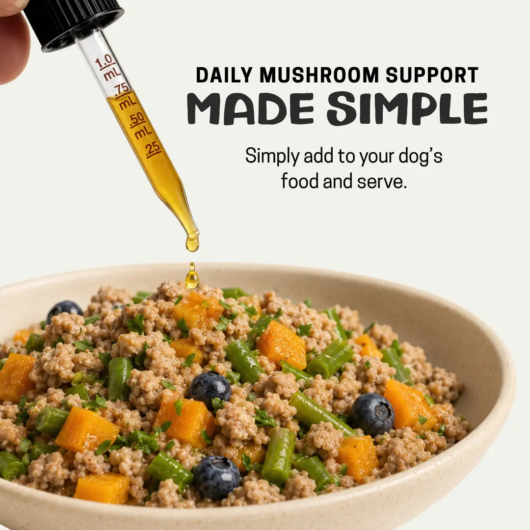 MycoDog Turkey Tail: Immune Health
