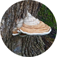artist conk mushrooms for dogs