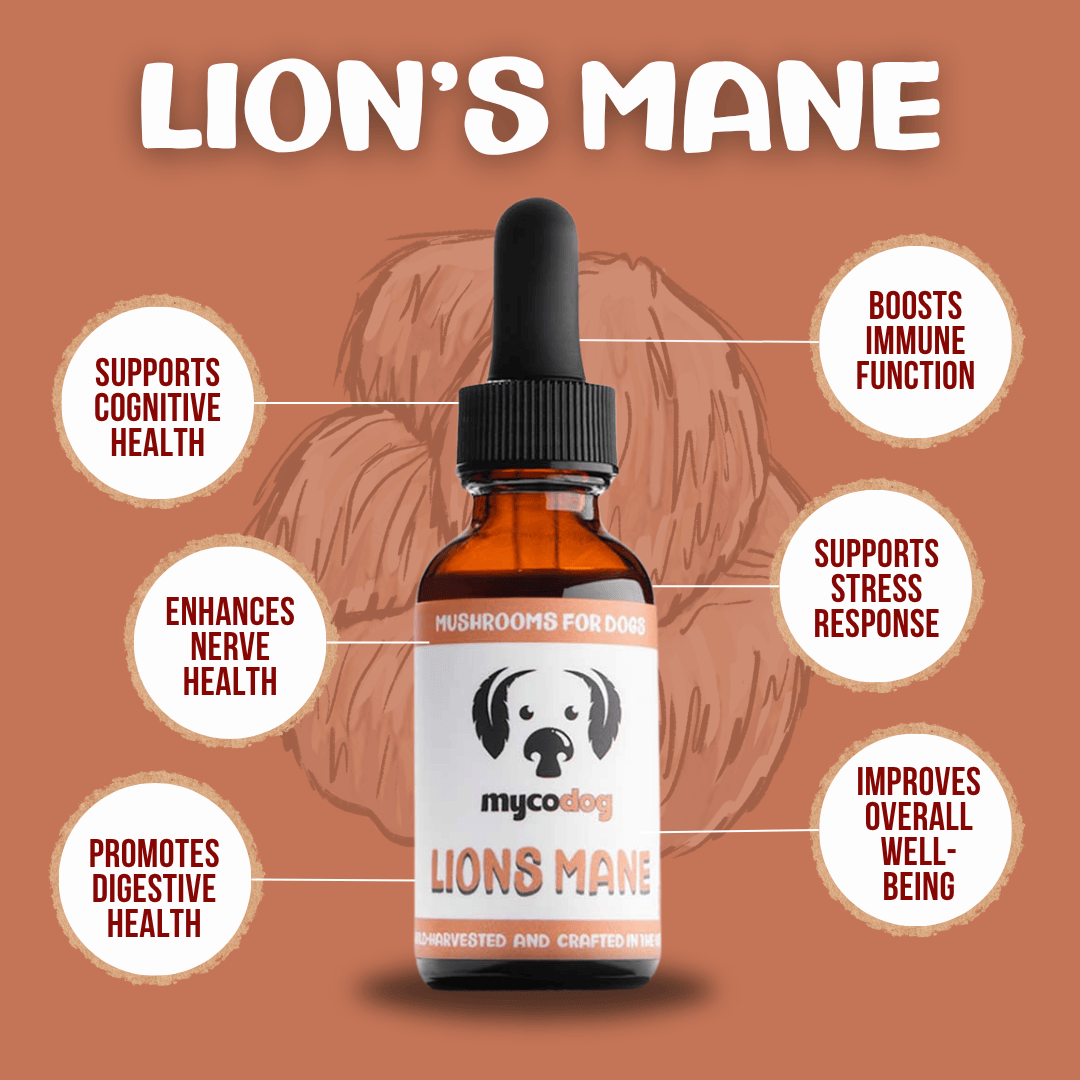 Benefits of Lion's Mane Lion's mane for dogs lion's mane for pets