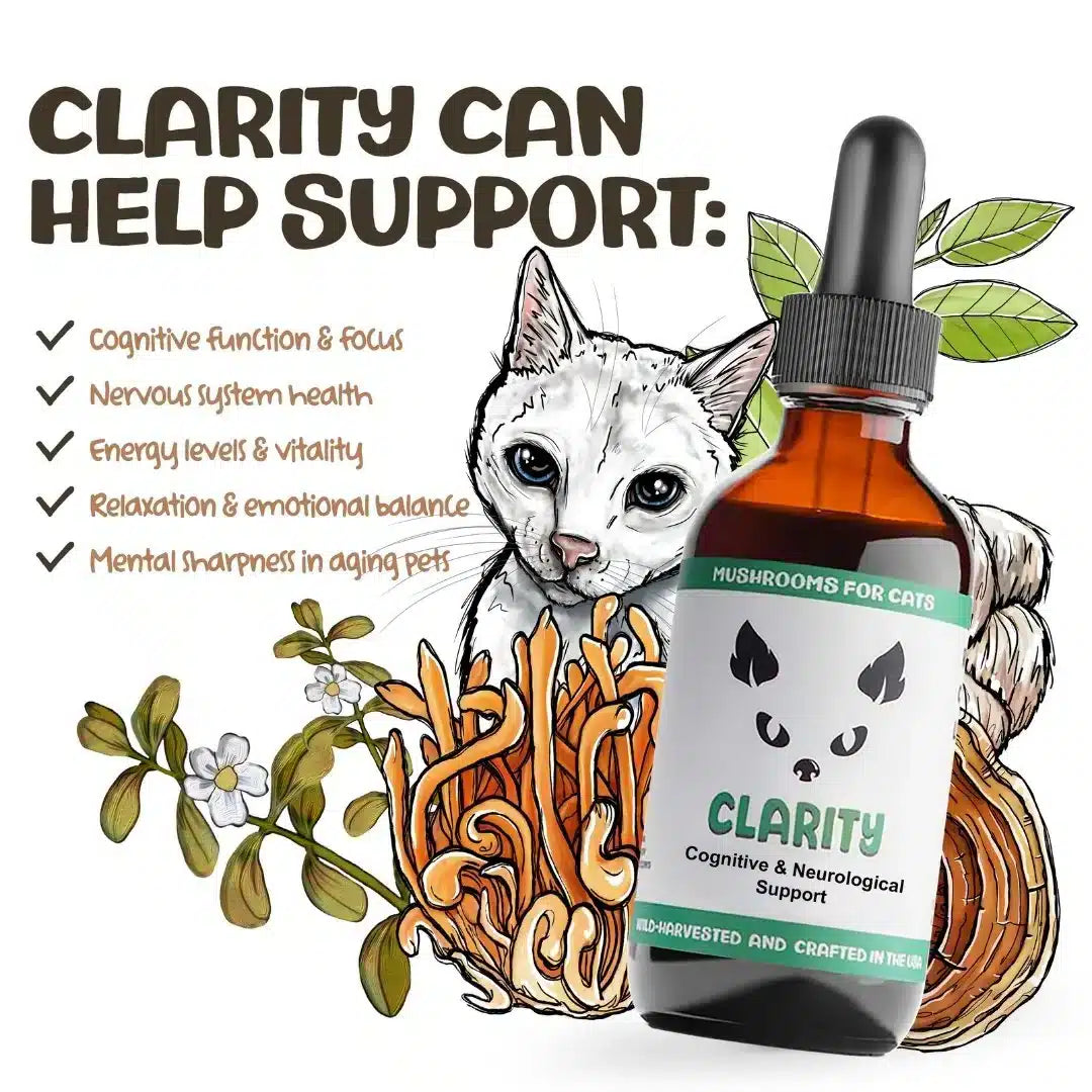mycocat clarity for cats cognitive support calm restful sleep