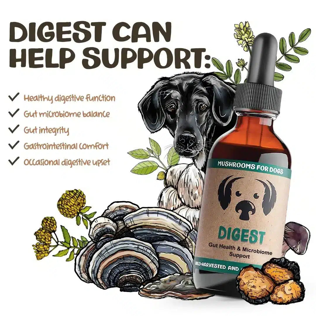 MycoDog Digest: Digestive Health - Image 3