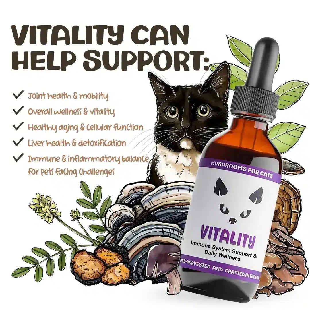MycoCat Vitality: Immune & Overall Health - Image 5