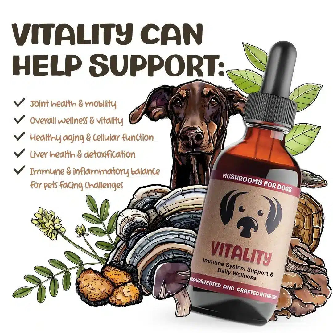 The Power Trio: Support for Skin, Immunity & Vitality - Image 5