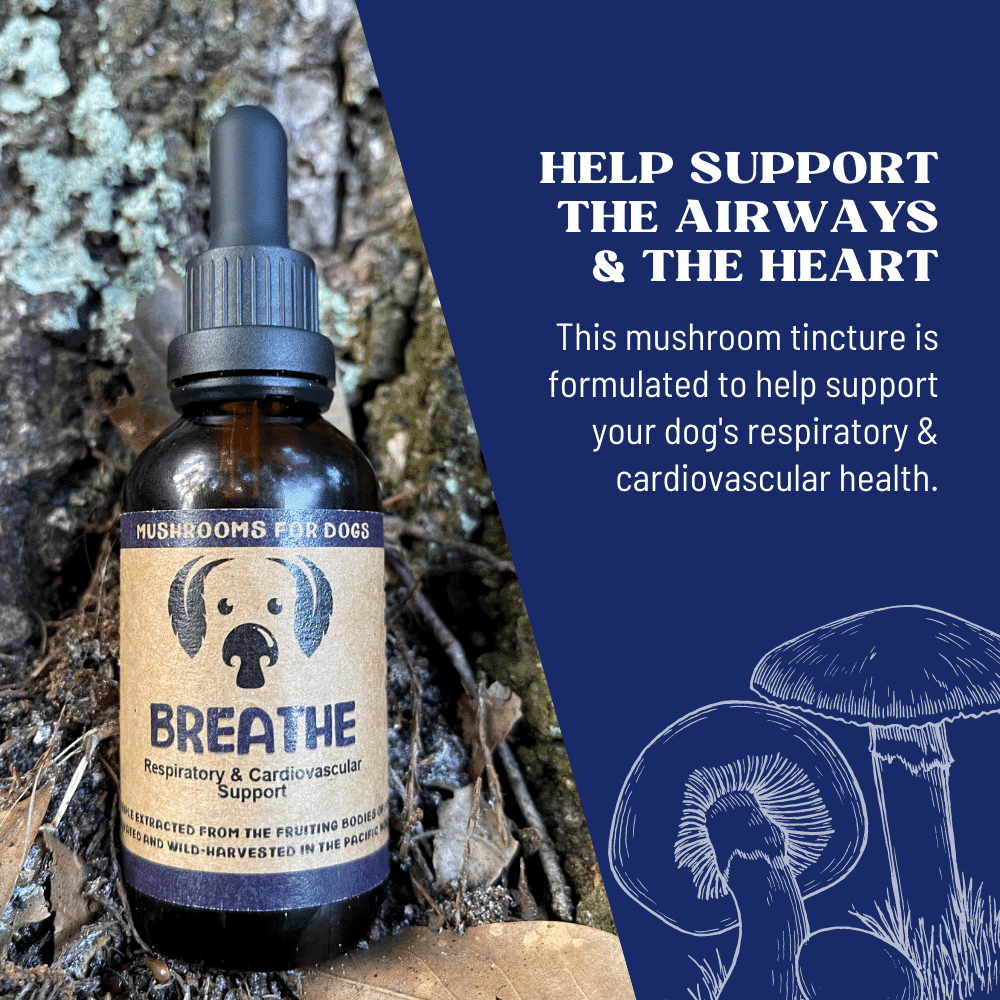 breathe mycodog mushrooms for dogs extract tincture supplement adaptogens pugs brachycephalic mushrooms for cats with asthma respiratory illness disease