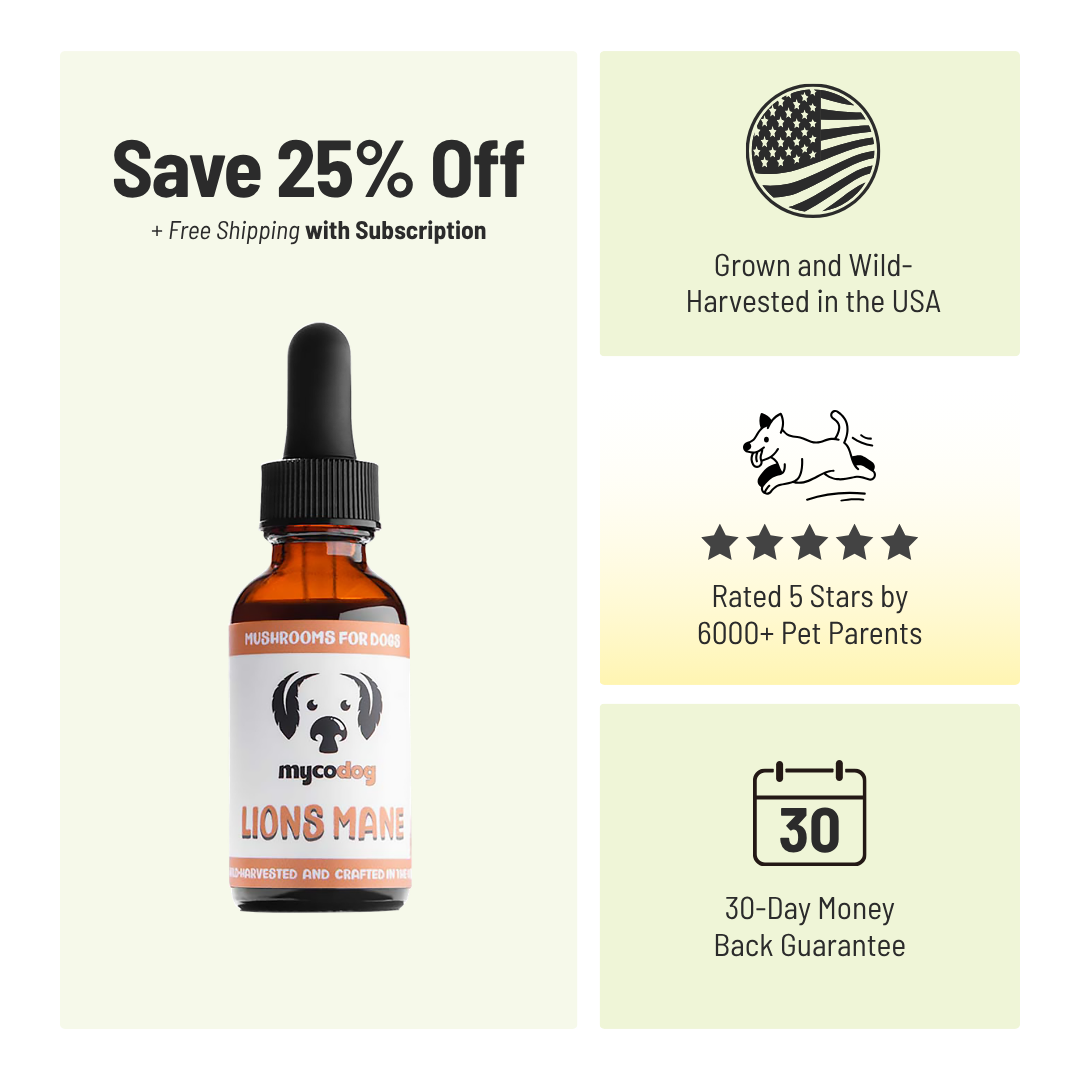 MycoDog Lion’s Mane: Cognitive & Nerve Health