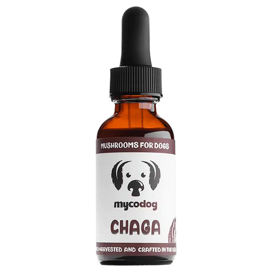 chaga for dogs chaga for pets