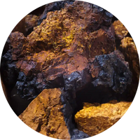 chaga for dogs