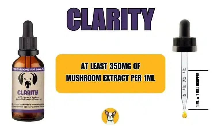 Dosing Mushrooms for dogs