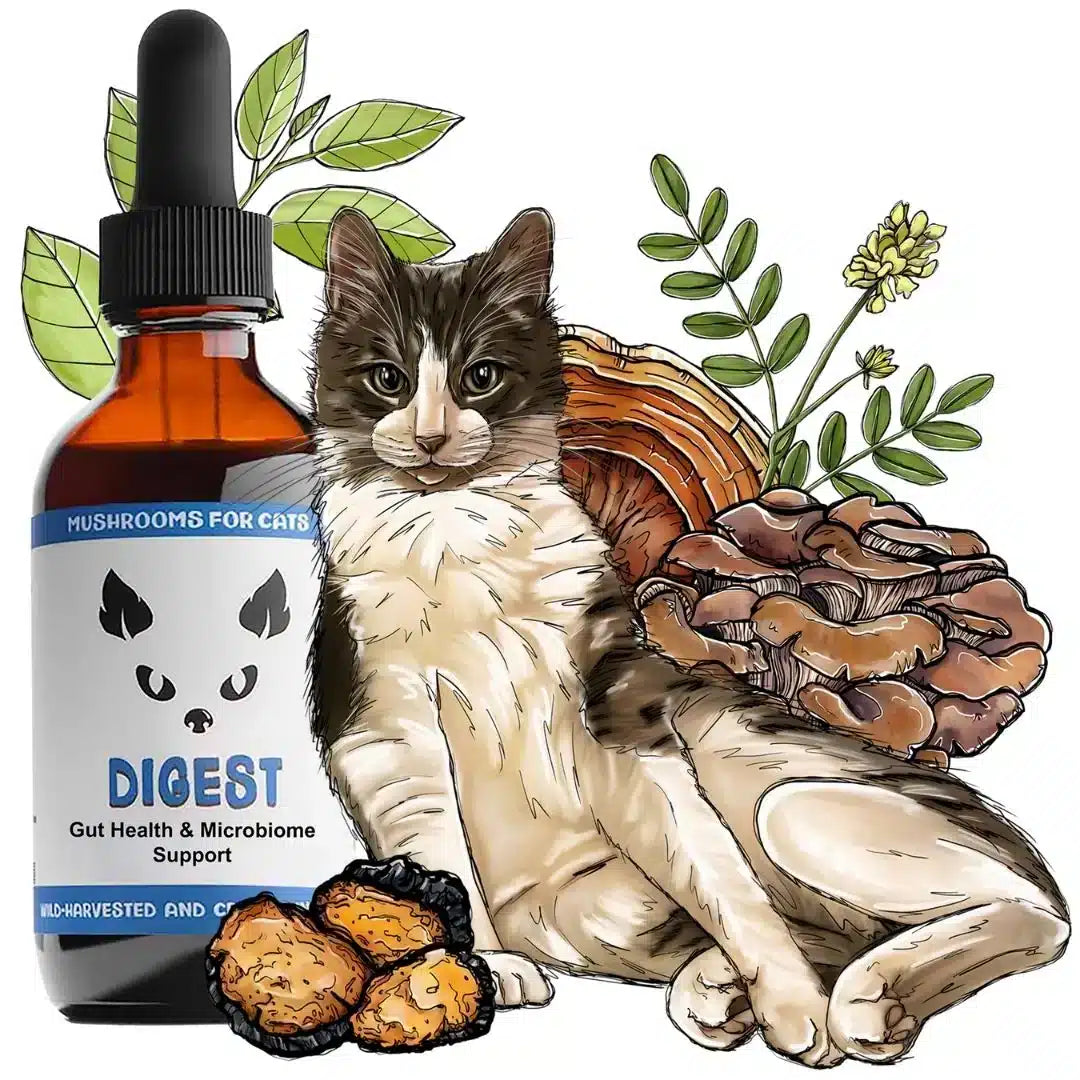 MycoCat Digest: Digestive Health - Image 4