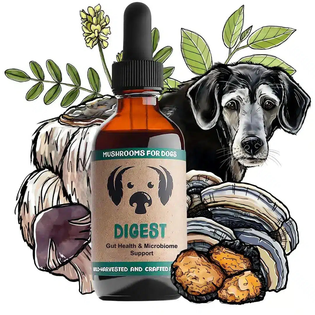 MycoDog Digest: Digestive Health - Image 4