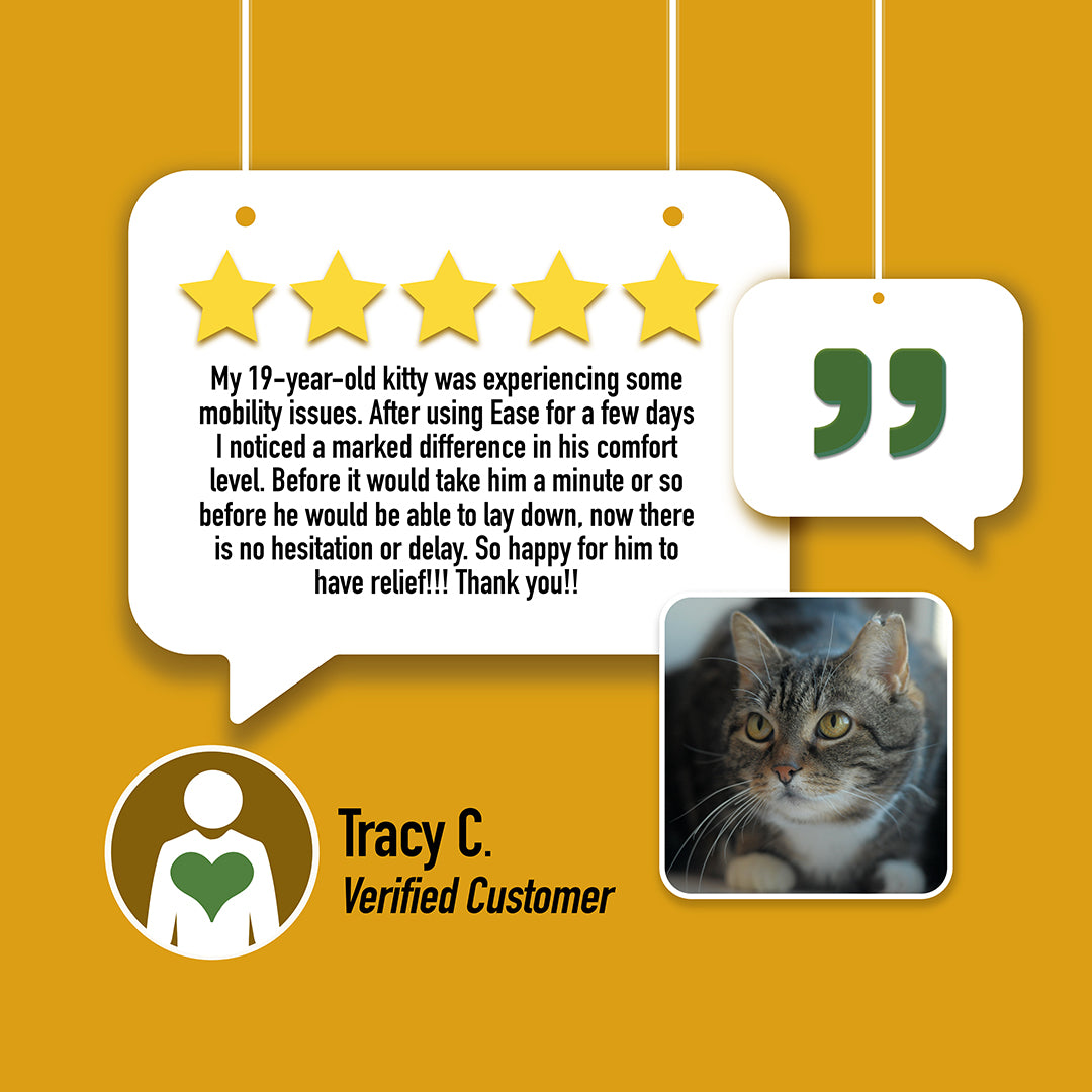 cbd oil for cats ease cbd for itchy cats mobility joints