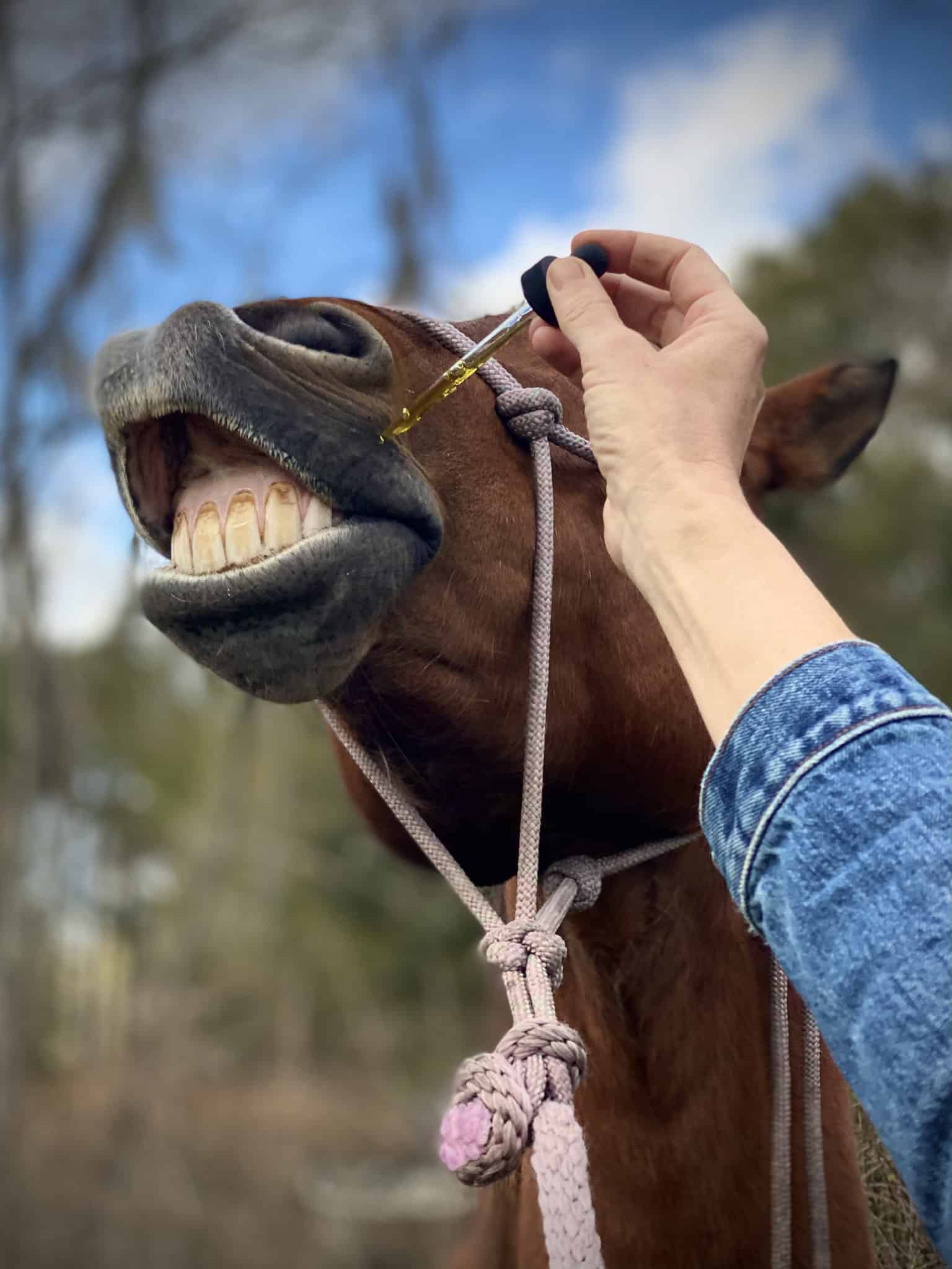 CALM: Travel, Noise &amp; Stress Support for Horses