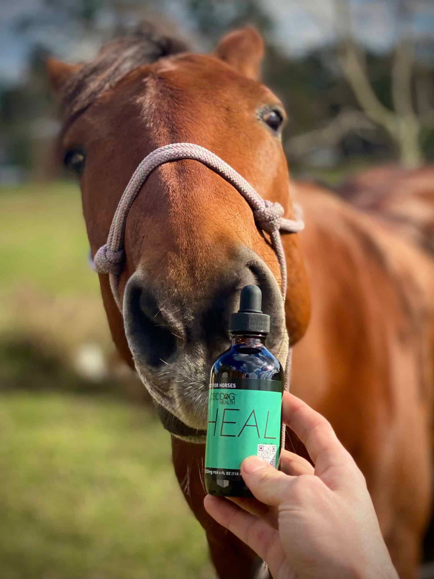 Horse with HEAL CBD oil for horses