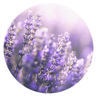 Lavender essential oil for dogs lavender oil for cats calming lavender dogs cats pets