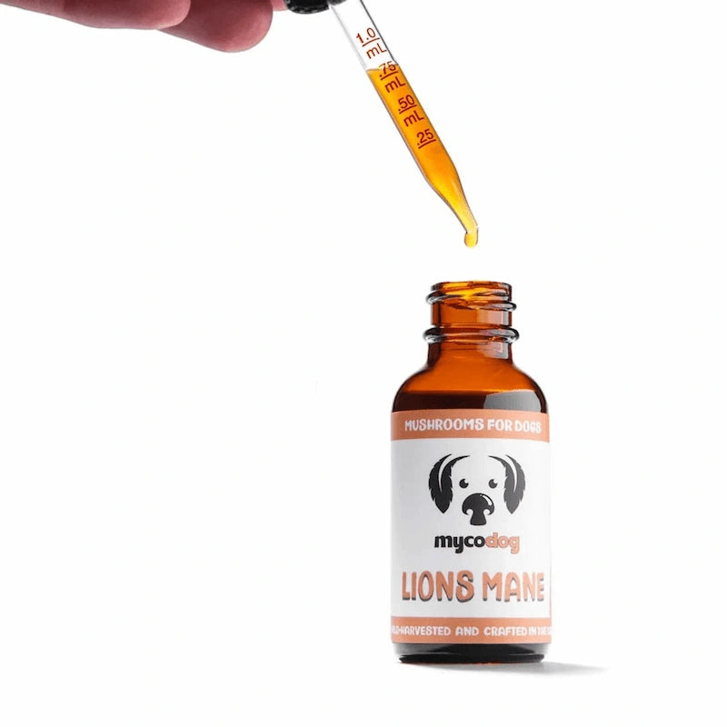 MycoDog Lion’s Mane: Cognitive & Nerve Health