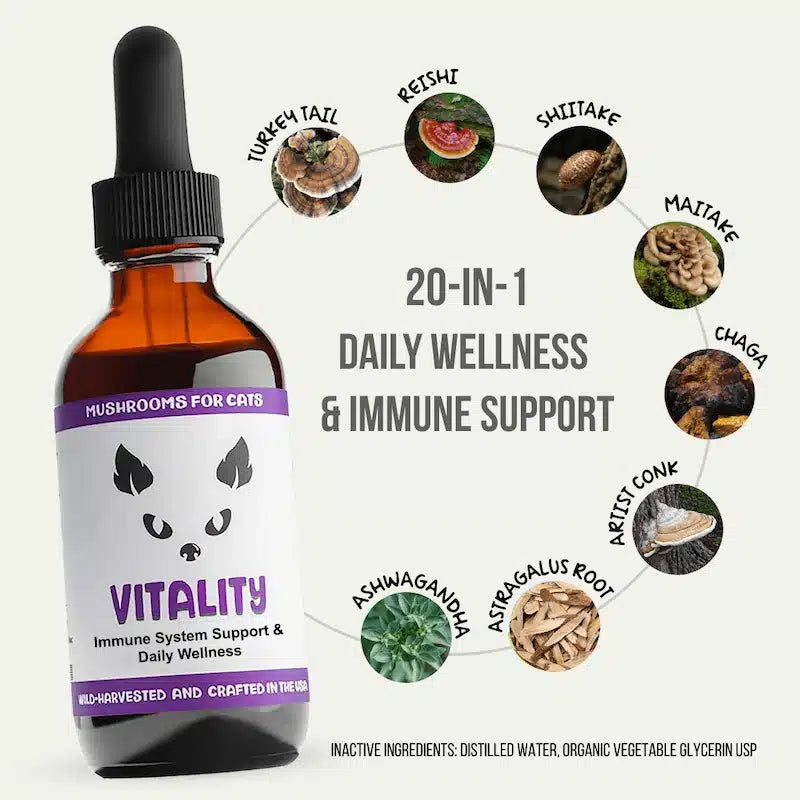 Mycocat vitalit immune support mushroom supplement for cats