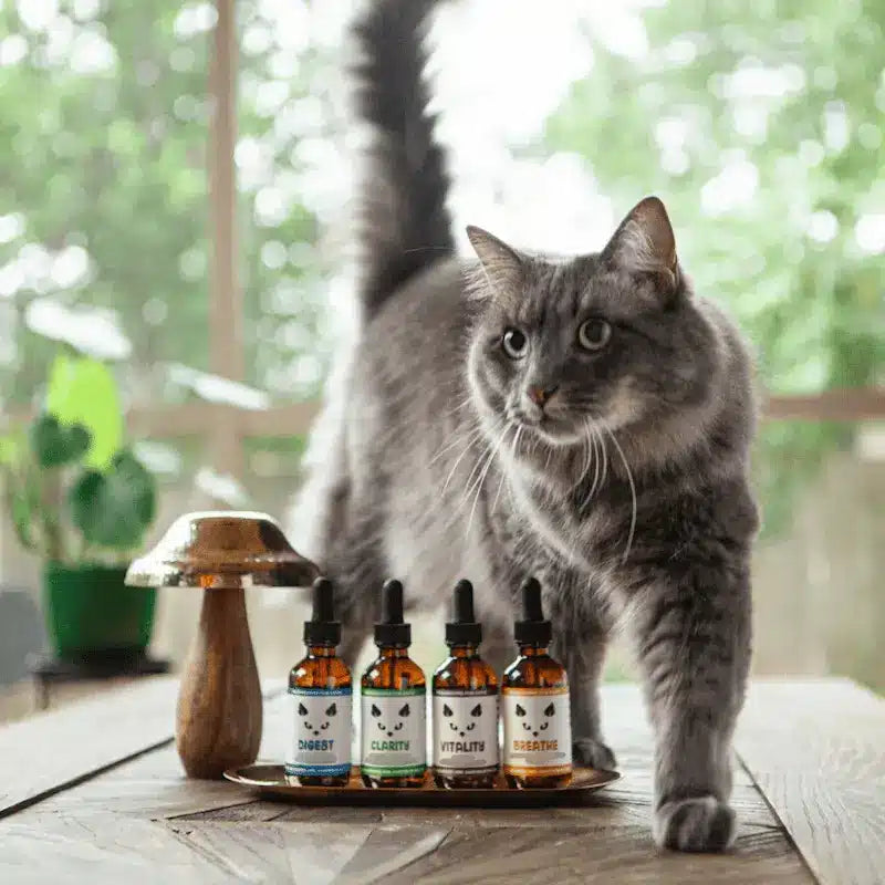 MycoCat Clarity: Cognitive & Neurological Support - Image 3