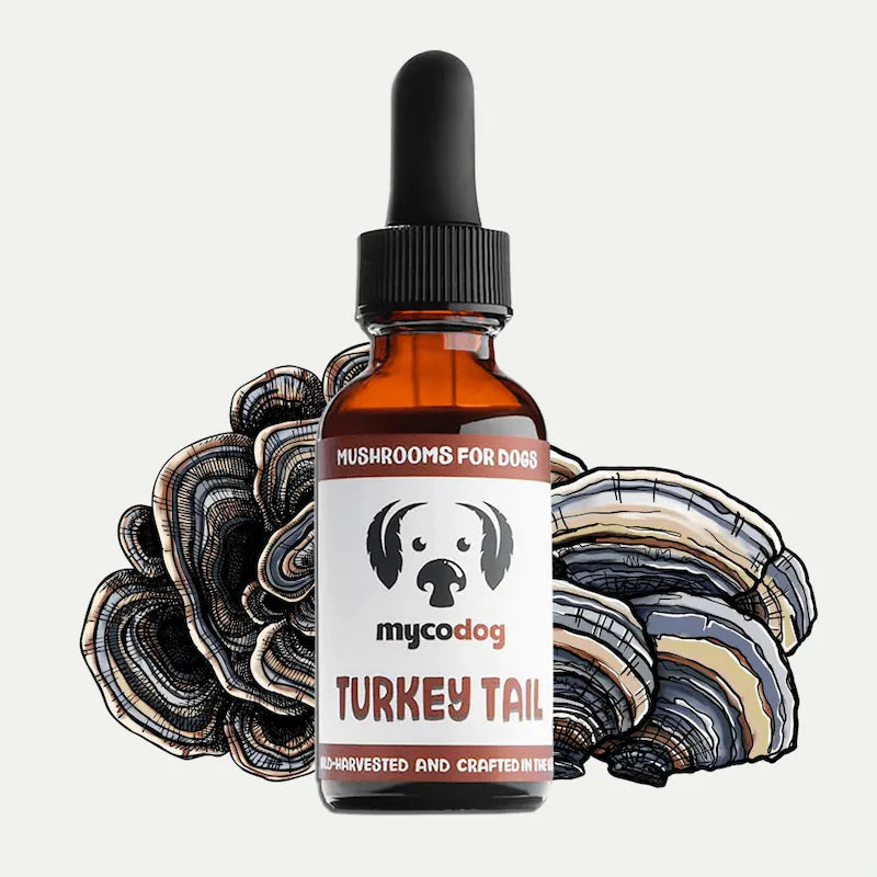MycoDog Turkey Tail: Immune Health