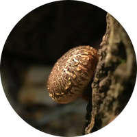 shiitake mushrooms for dogs