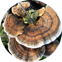 turkey tail for dogs turkey tail mushroom dogs pets