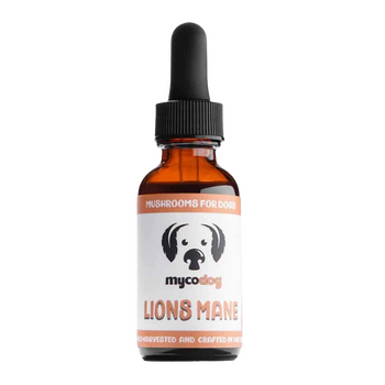 Lions mane by MycoDog