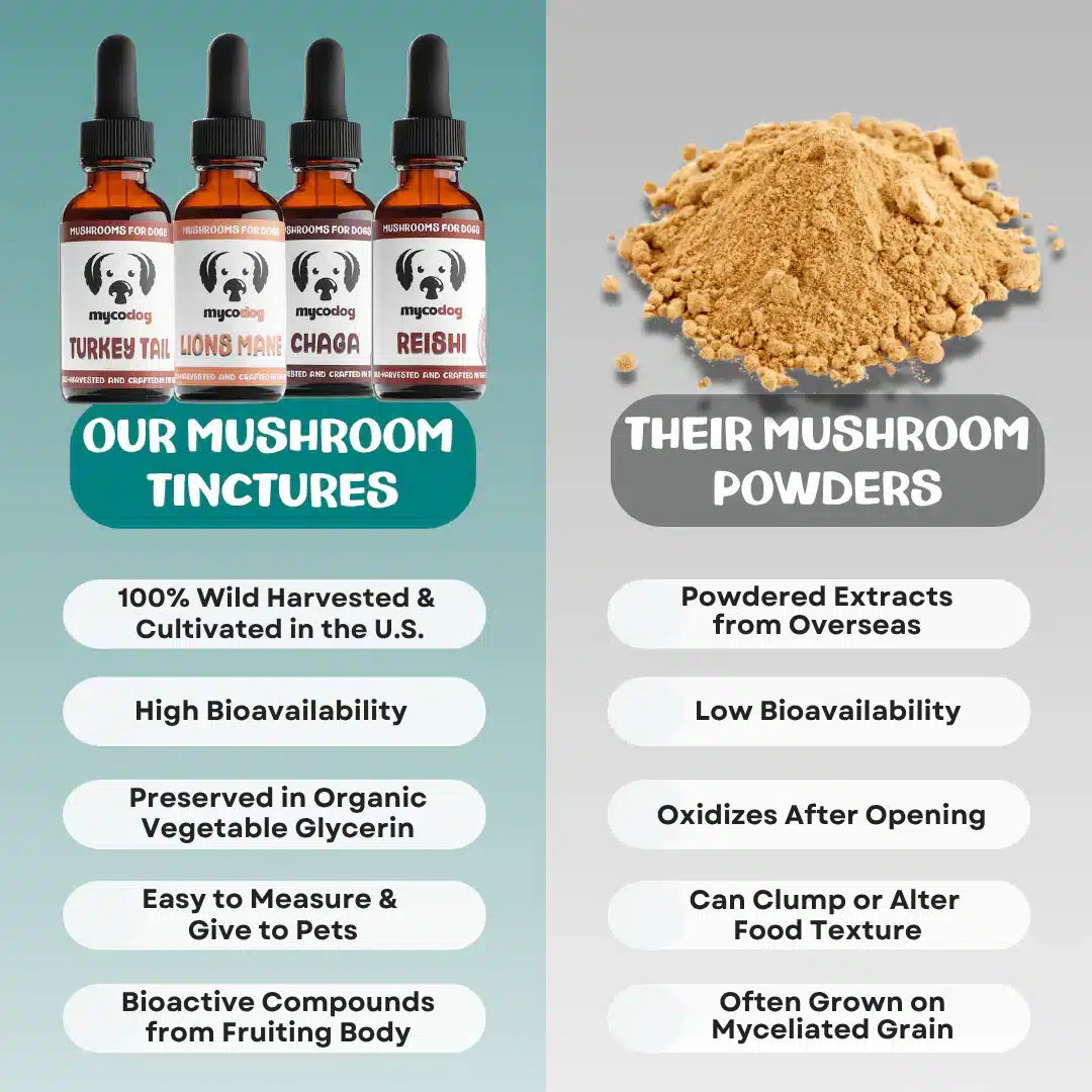 MycoDog Chaga: Cellular Health, Immune Function, & Overall Vitality - Image 3