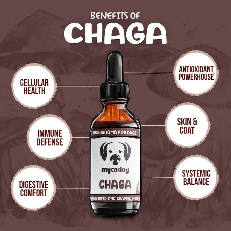MycoDog Chaga: Cellular Health, Immune Function, & Overall Vitality