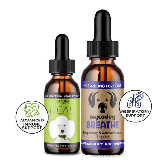 dog respiratory infection supplement immune support cbd dog mushrooms adaptogens
