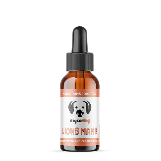 MycoDog Lion’s Mane: Cognitive & Nerve Health