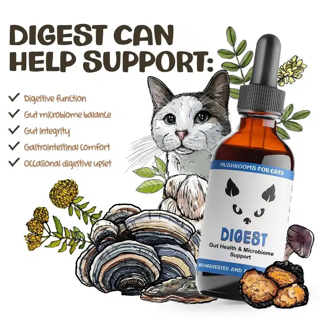 MycoCat Digest: Digestive Health - Image 3