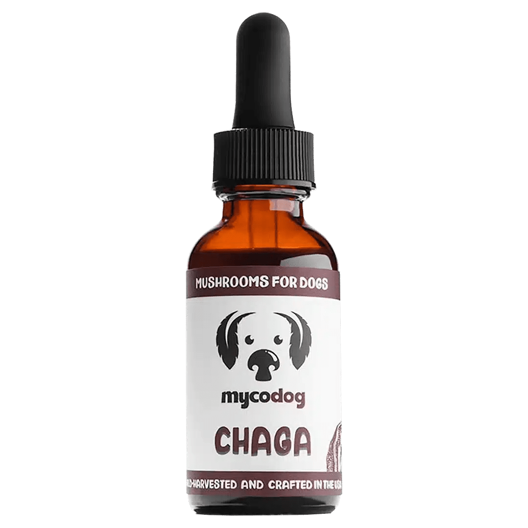 chaga for dogs chaga for pets