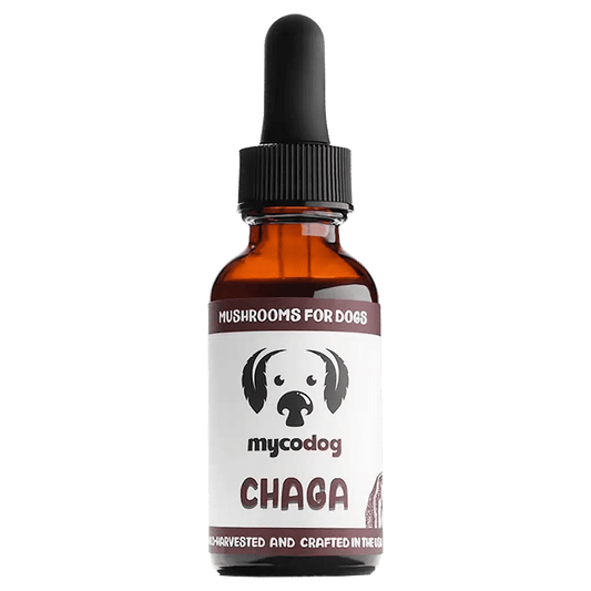 chaga for dogs chaga for pets