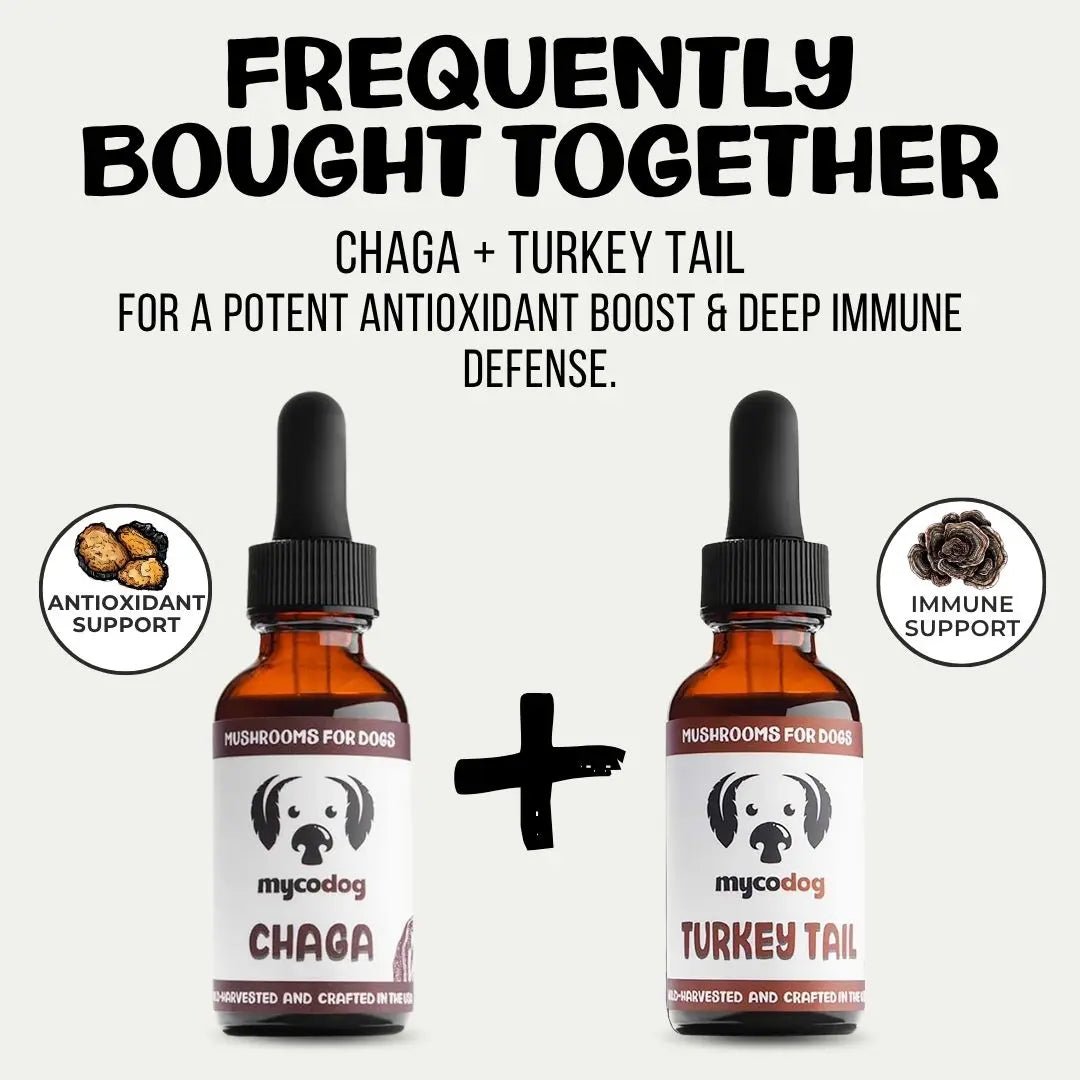 MycoDog Chaga: Cellular Health, Immune Function, & Overall Vitality