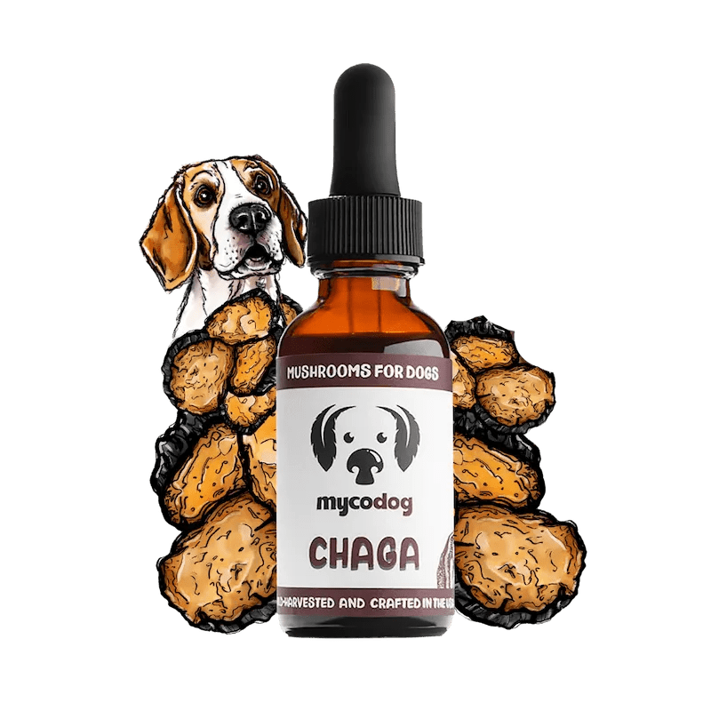 MycoDog Chaga: Cellular Health, Immune Function, & Overall Vitality