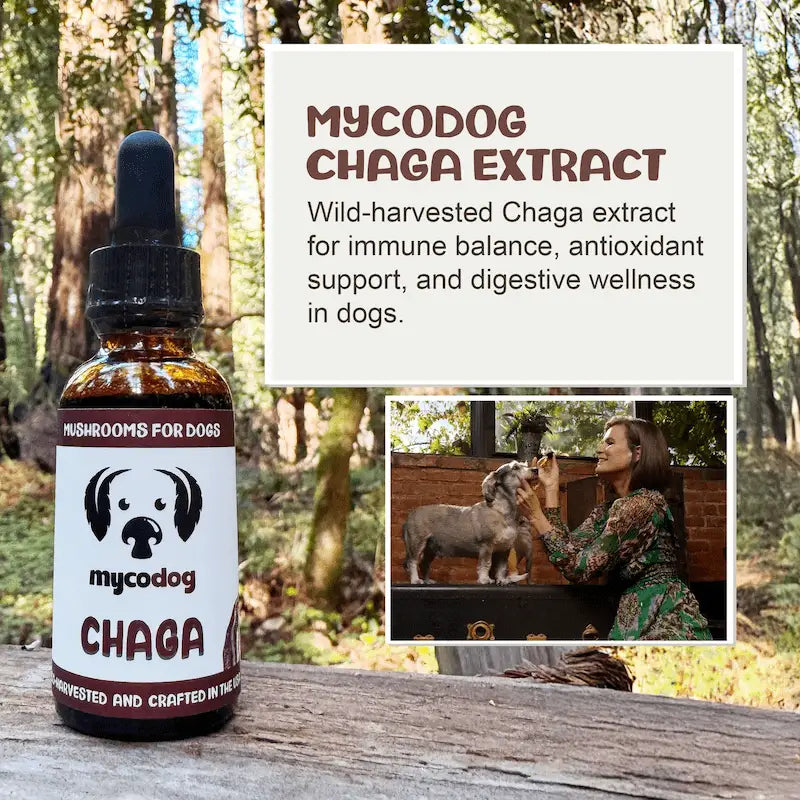 MycoDog Chaga: Cellular Health, Immune Function, & Overall Vitality