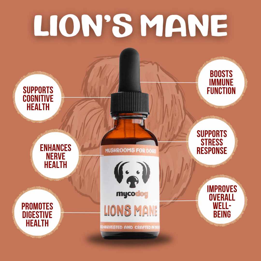 Benefits of Lion's Mane Lion's mane for dogs lion's mane for pets