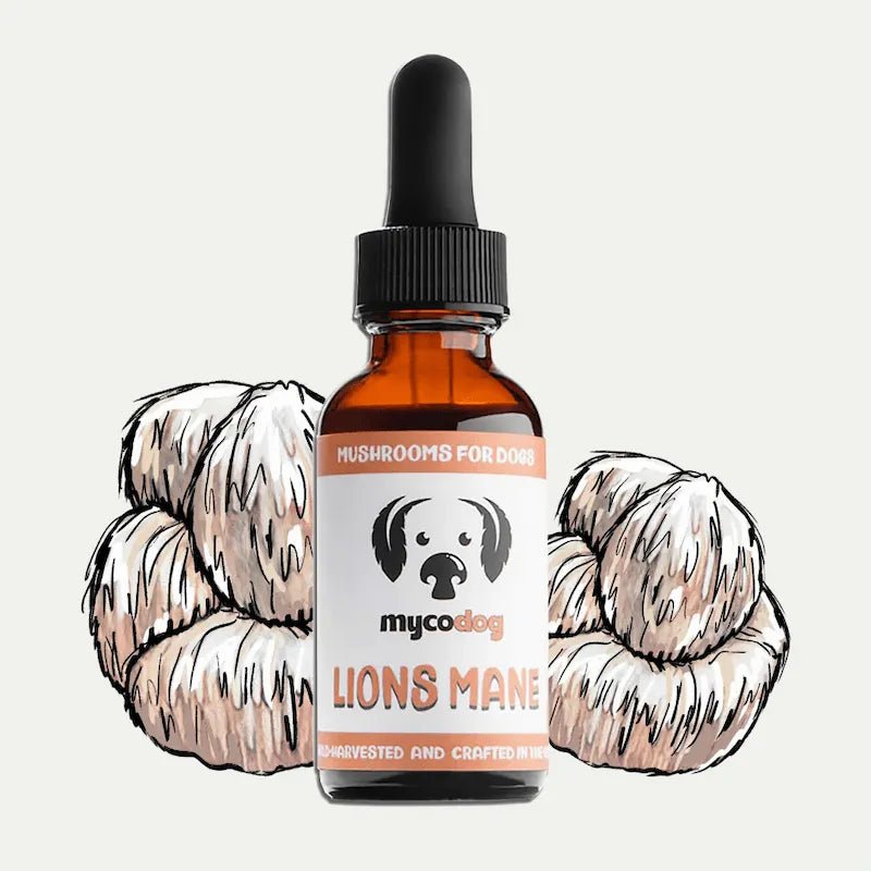 MycoDog Lion’s Mane: Cognitive & Nerve Health