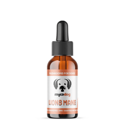 MycoDog Lion’s Mane: Cognitive & Nerve Health