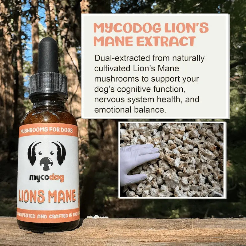 MycoDog Lion’s Mane: Cognitive & Nerve Health