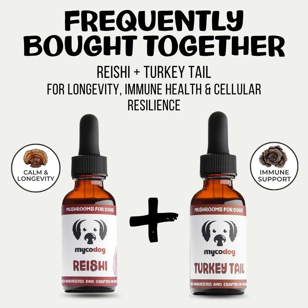 MycoDog Reishi: Stress Response & Vitality