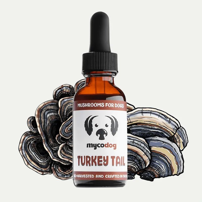 MycoDog Turkey Tail: Immune Health