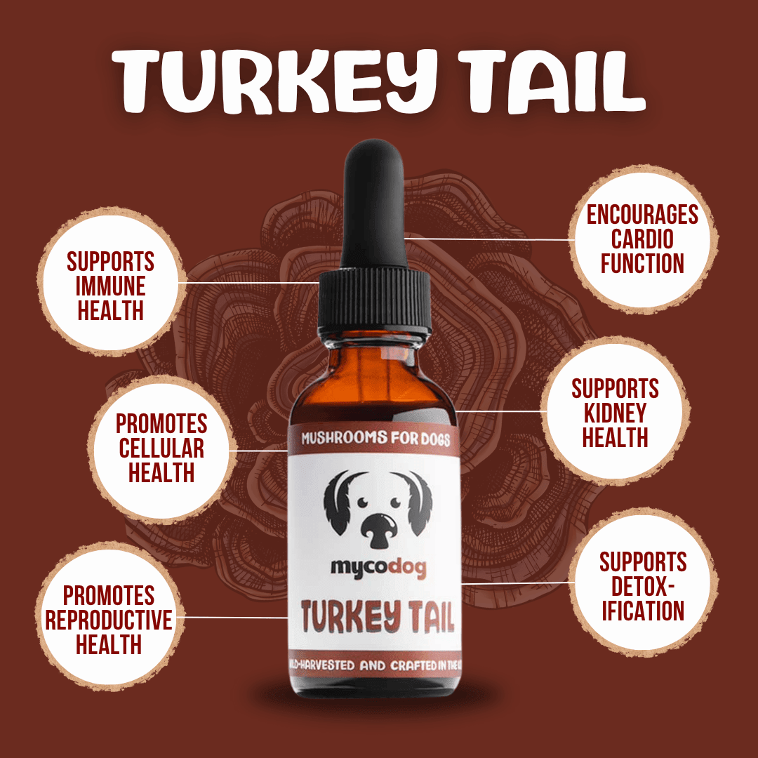 Turkey Tail for dogs mushrooms for dogs benefits of turkey tail for pets