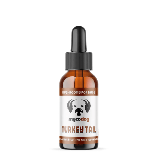 turkey tail for dogs turkey tail mushroom for dogs pets cats