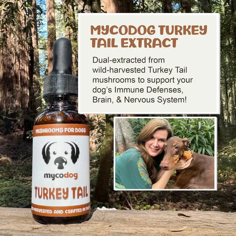 MycoDog Turkey Tail: Immune Health