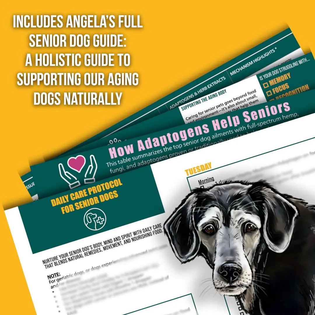 Senior Dog Guide Holistic care guide for senior dog protocol Angela Ardolino