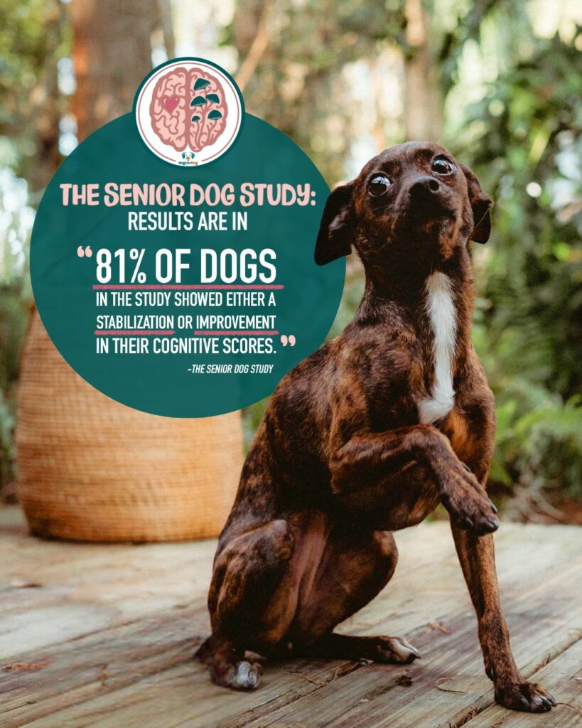 Dog sitting on a wooden surface with a text overlay about the Senior Dog Study.