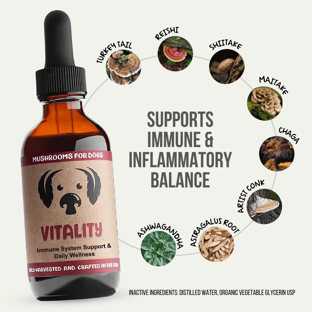 MycoDog Vitality mushroom extract blend for dogs immune support mushrooms for dogs supplement