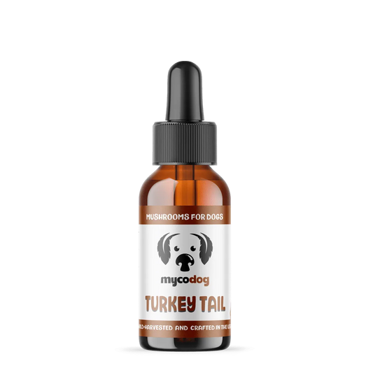turkey tail for dogs turkey tail mushroom for dogs pets cats
