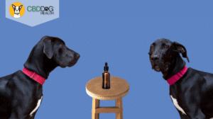 Why Didn't CBD Work For My Pet?